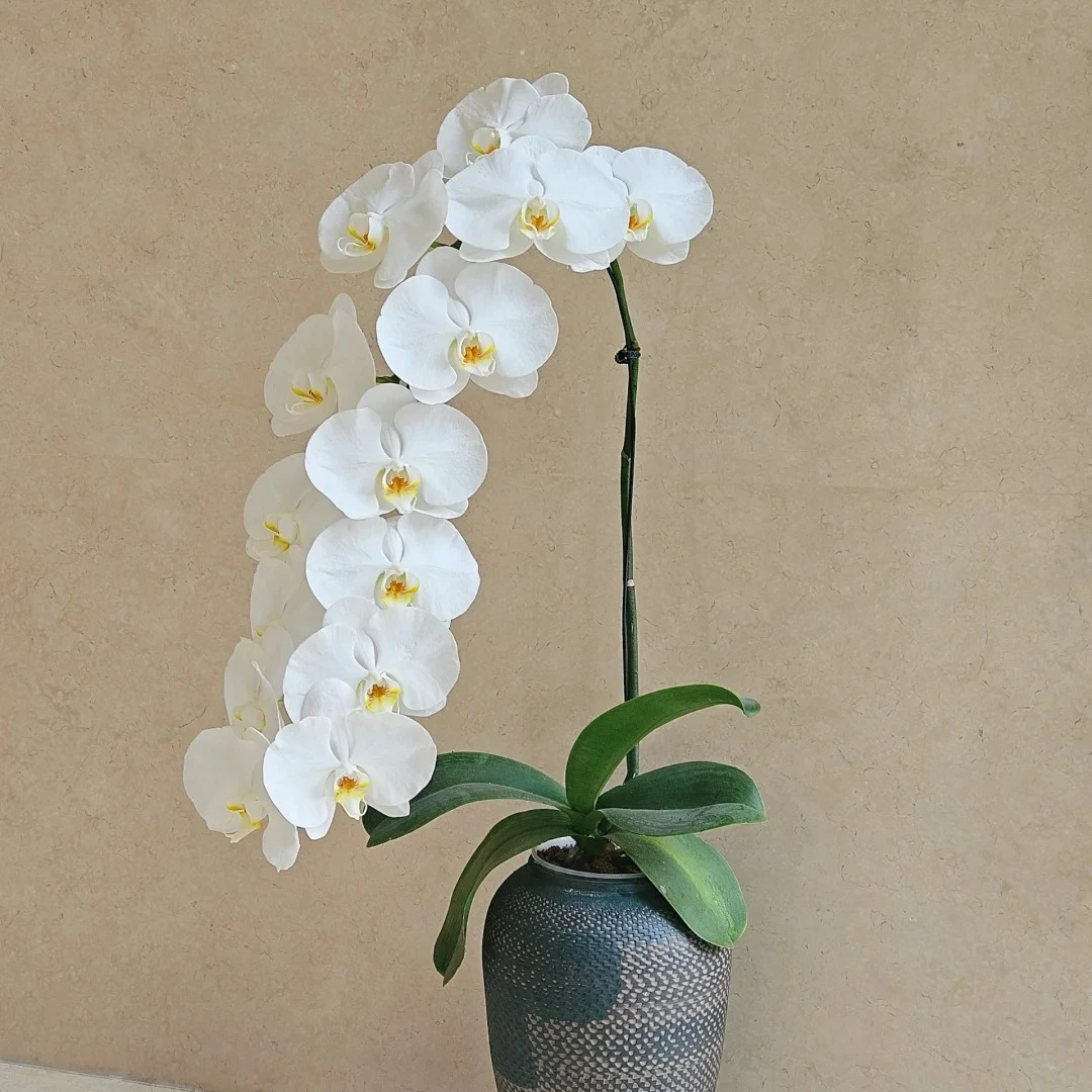 特级A级大白V3白色蝴蝶兰盆栽植迷不误中通包邮