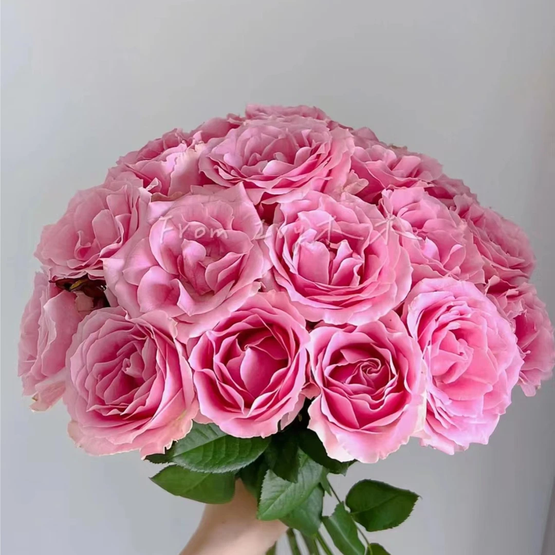 娇兰玫瑰单头花期长鲜切花顺丰包邮植迷不误