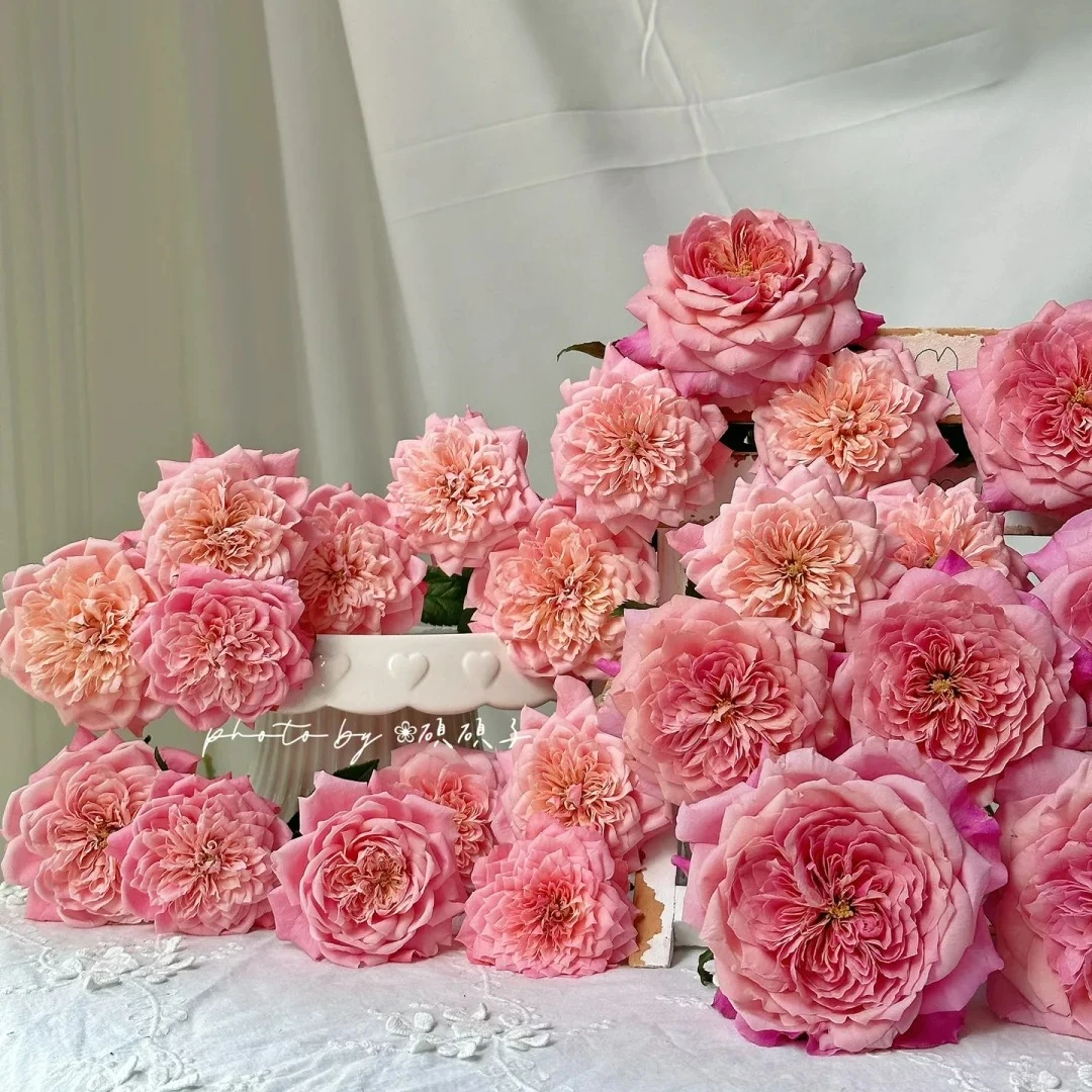 植迷不误单头雅致皇后茶雅美琴奥斯汀玫瑰顺丰包邮