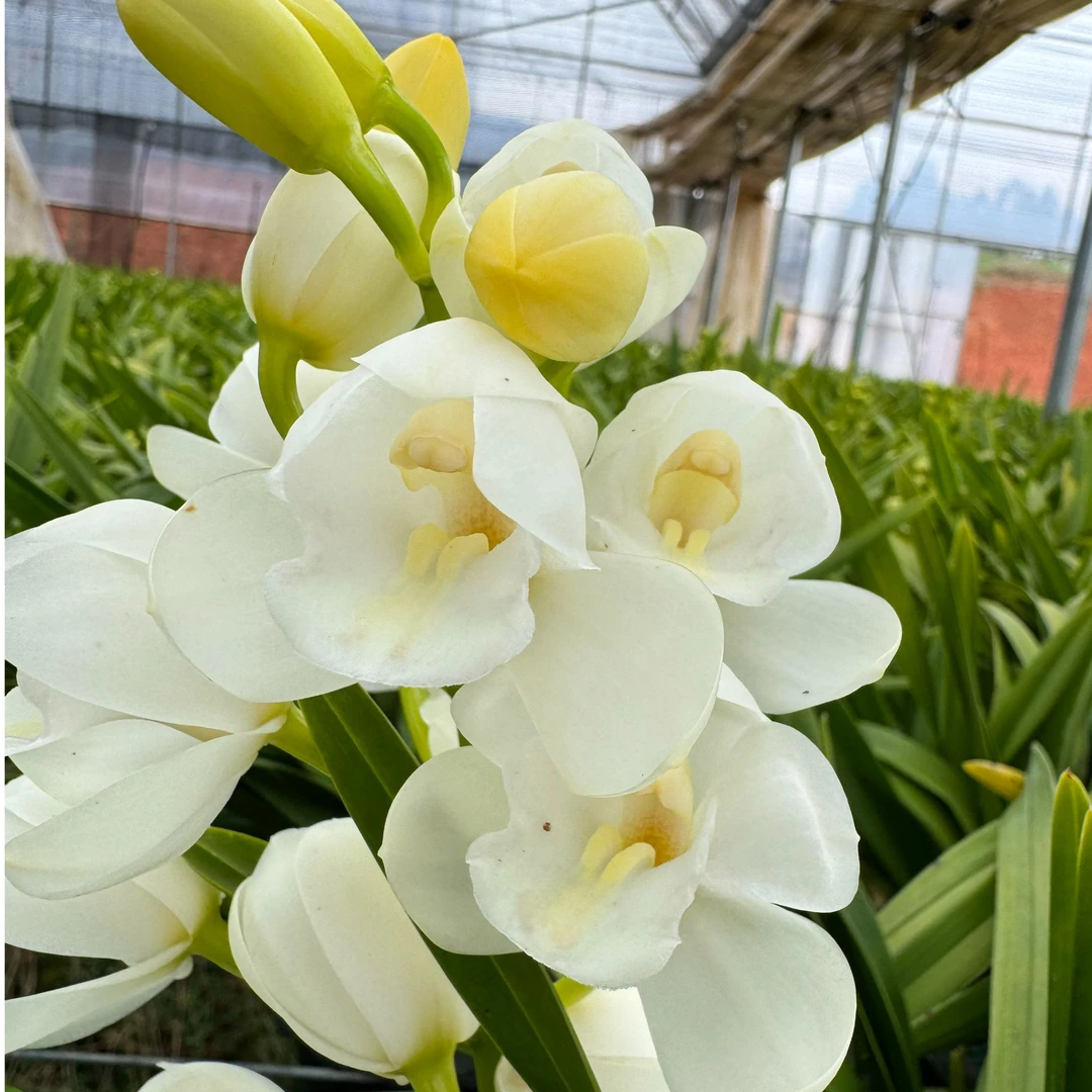 270雪媚娘大花蕙兰盆栽中通包邮植迷不误