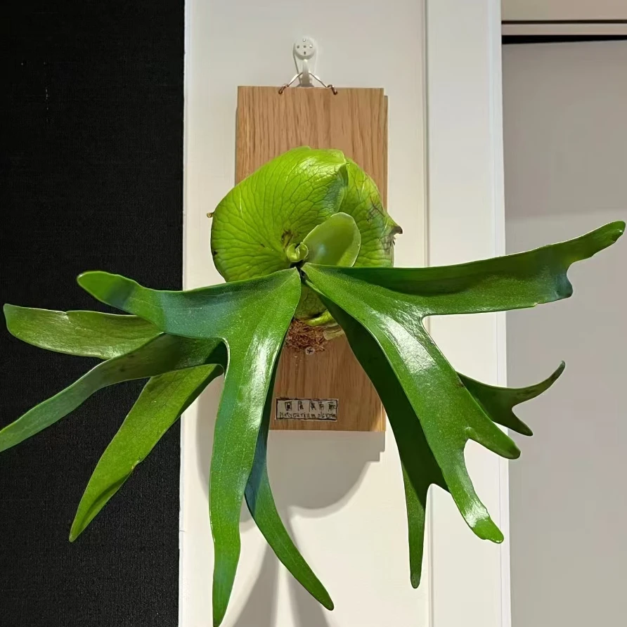【植迷达播】鹿角蕨，观赏性绿植