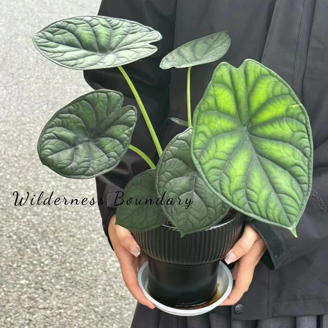 植迷不误龙鳞海芋好养懒人云南绿植盆栽花卉高级室内小森林ins