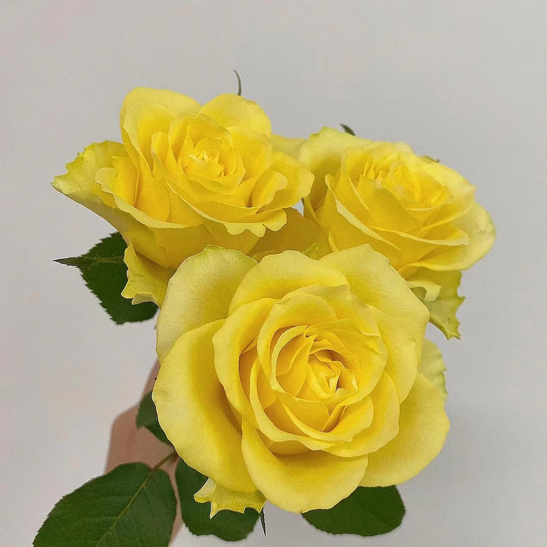 浪漫沙滩单头玫瑰花鲜切花莫奈顺丰包邮植迷不误