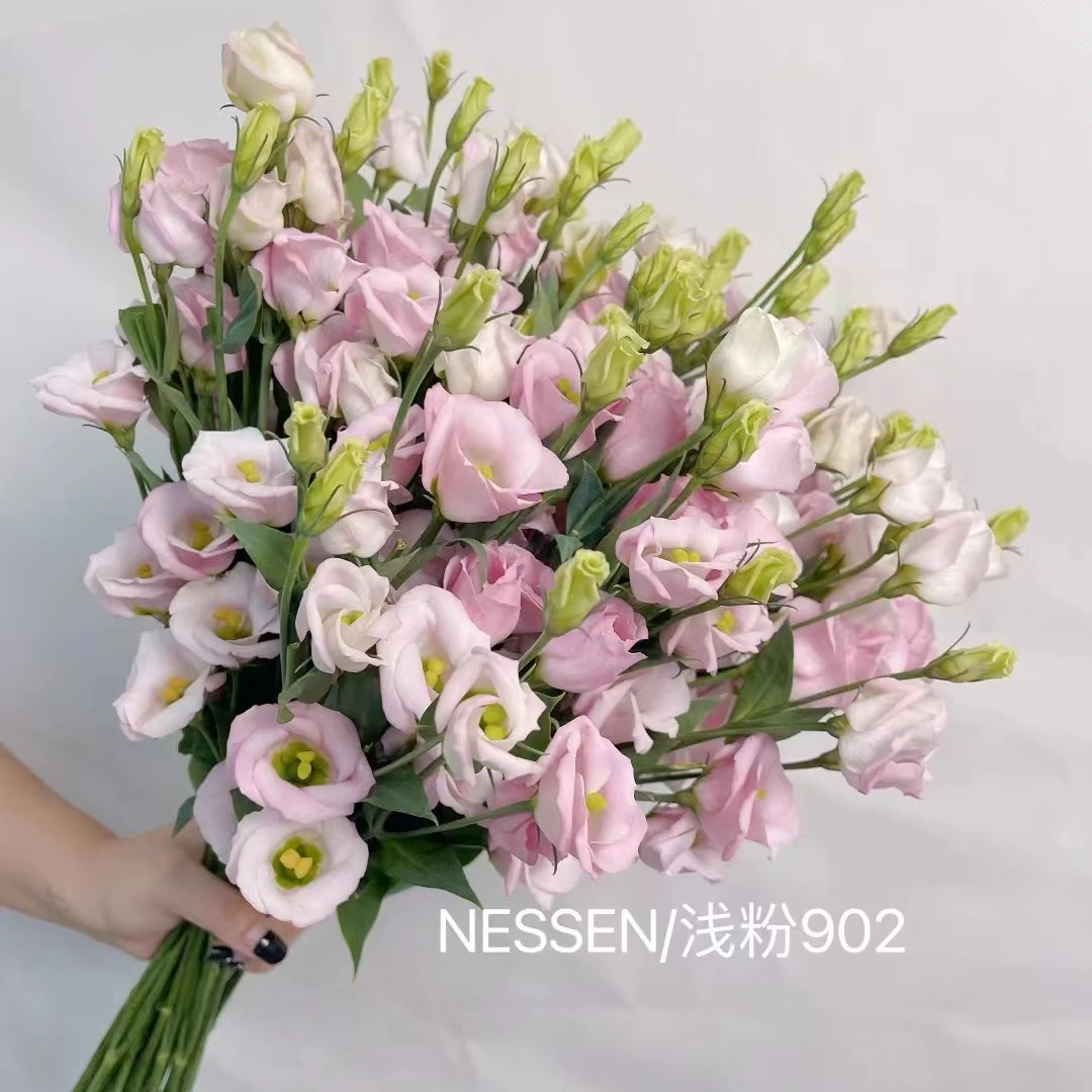 【植迷不误】立深洋桔梗琳琅短笛系列无花粉长花期龙胆花顺丰包邮