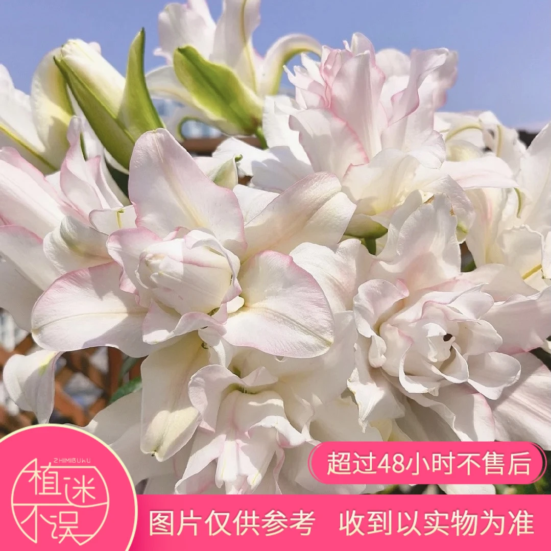 冰美人百合重瓣香水百合云南基地直发顺丰包邮植迷不误