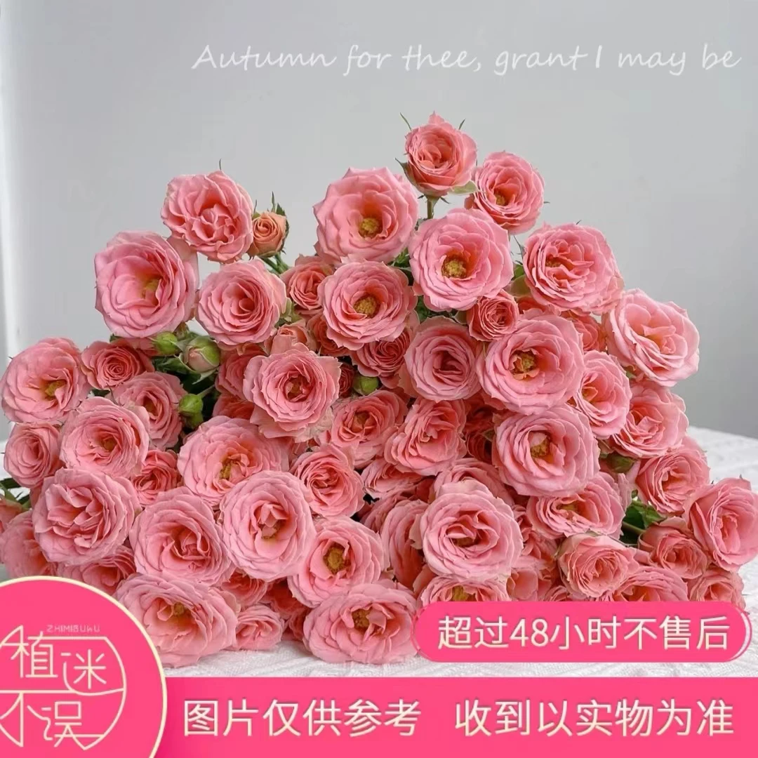 植迷不误多头露露公主玫瑰美式客厅居家装饰美丽插花基地顺丰包邮