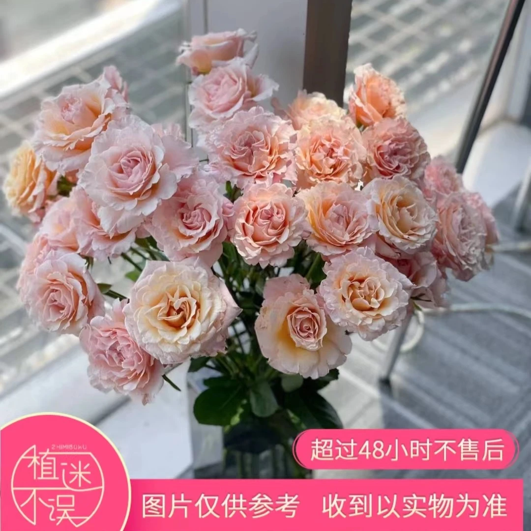 植迷不误多头桃梅拉玫瑰稀有小众花儿养护花店叶子插花醒花