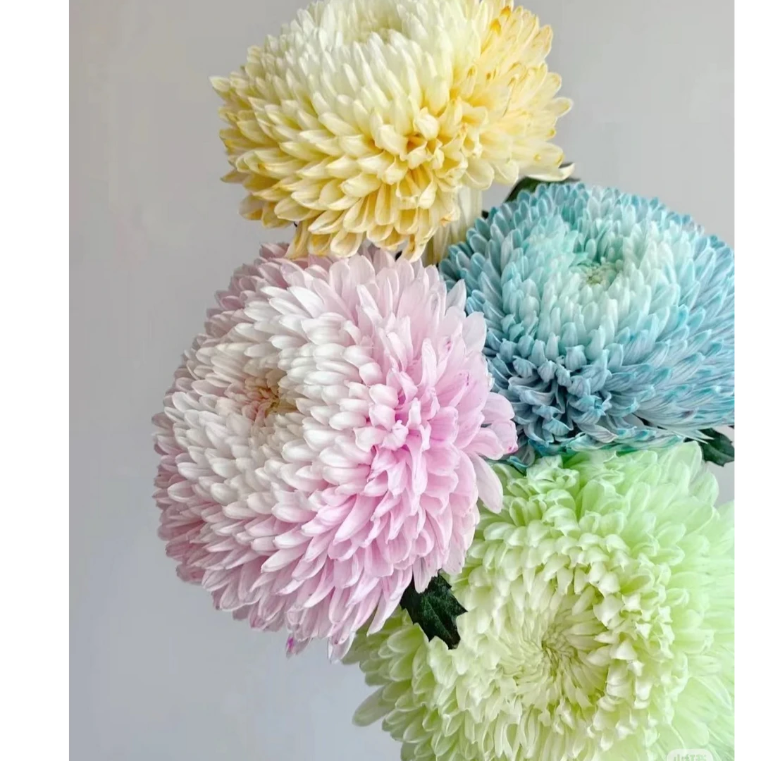 【植迷达播】牡丹菊 吸色*2单起发货2单及以上默认顺丰冷链 花期长