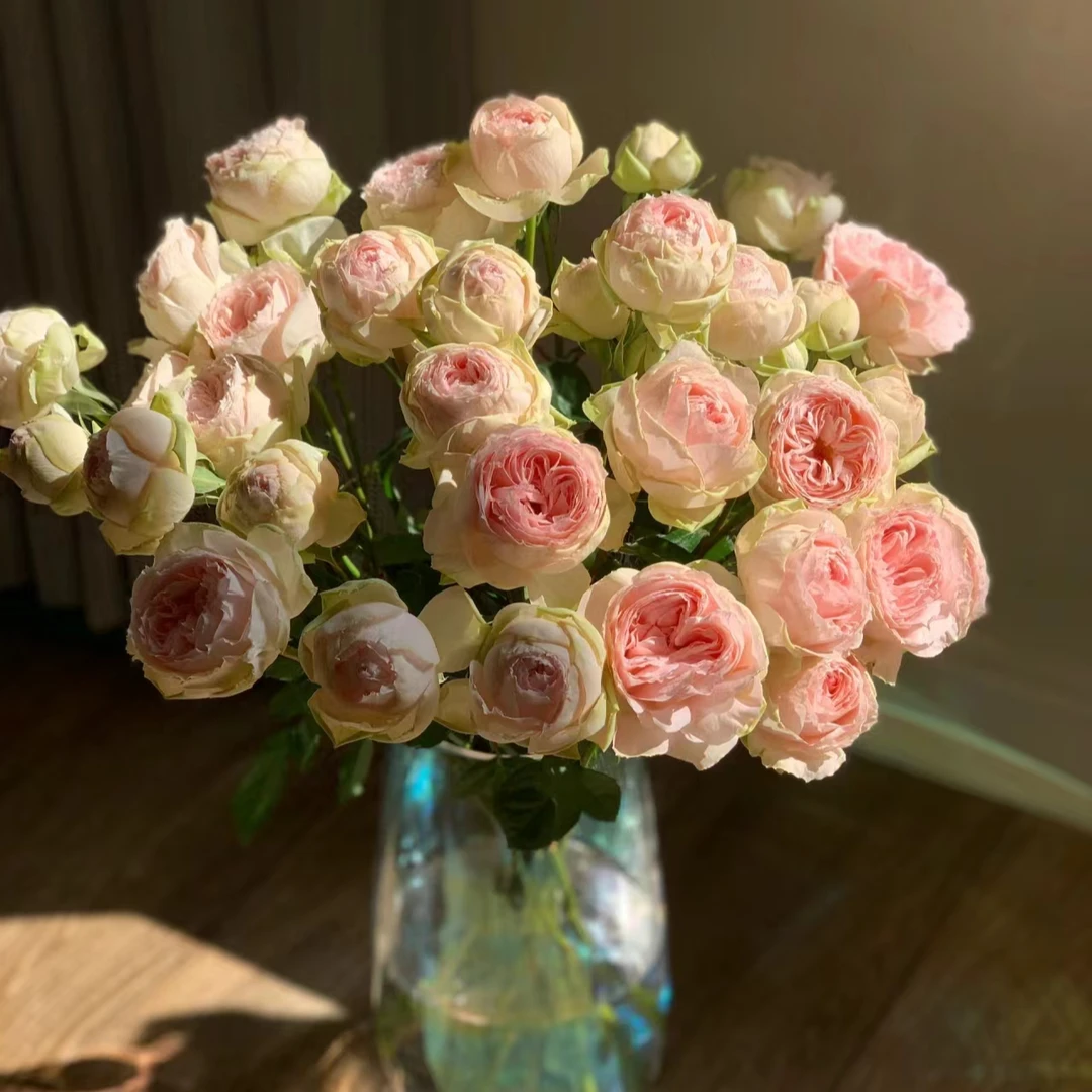 【植迷达播】宝贝变色龙玫瑰.2单起发货2单及以上默认顺丰冷链花期