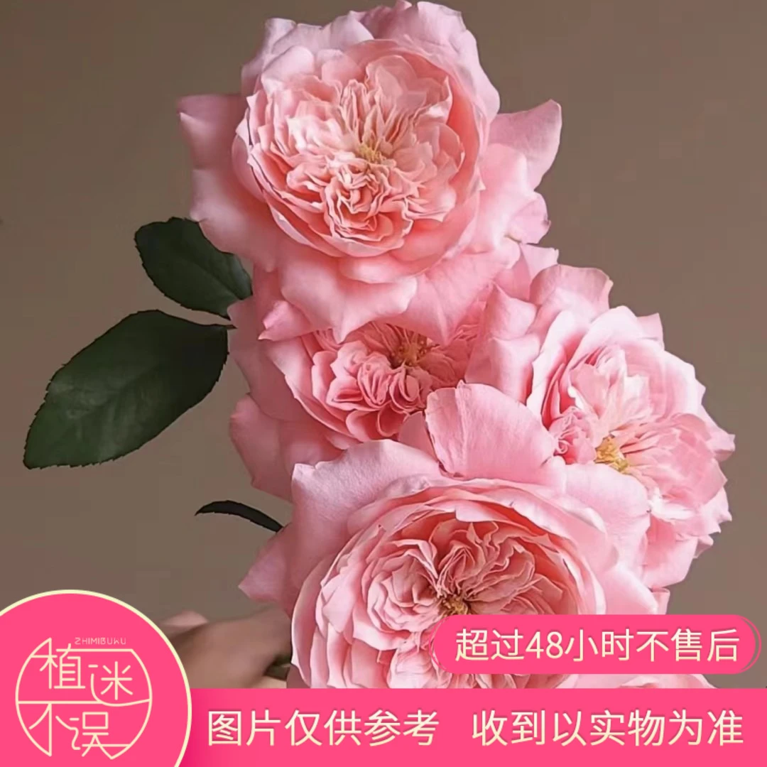 美琴玫瑰鲜切花花艺用遇水炸云南基地直发顺丰