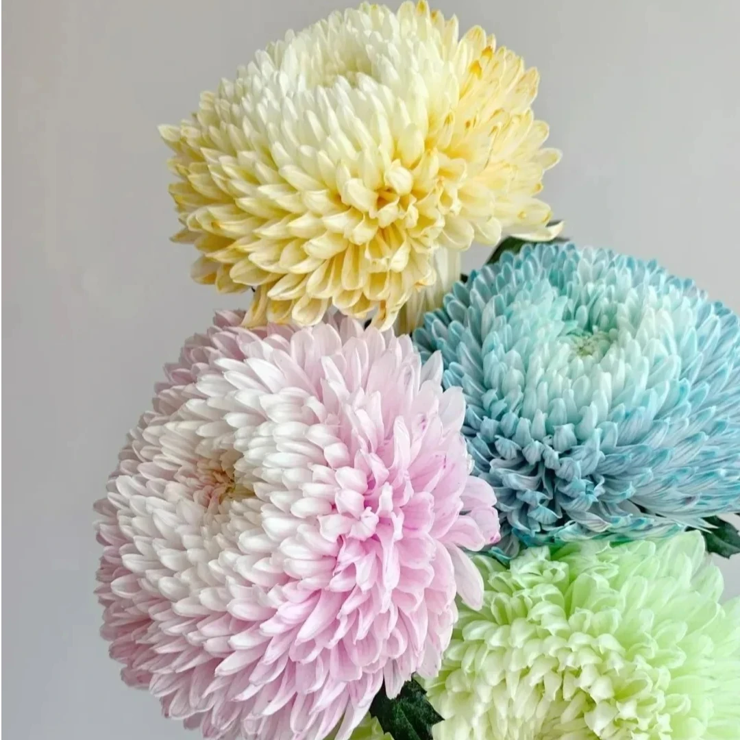 牡丹菊吸色富贵花花期长顺丰植迷不误