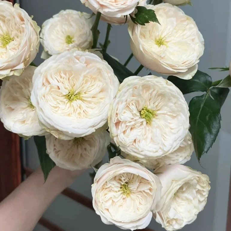 植迷不误多头达林顿奥斯汀玫瑰云南昆明斗南花卉插花养护插花醒花