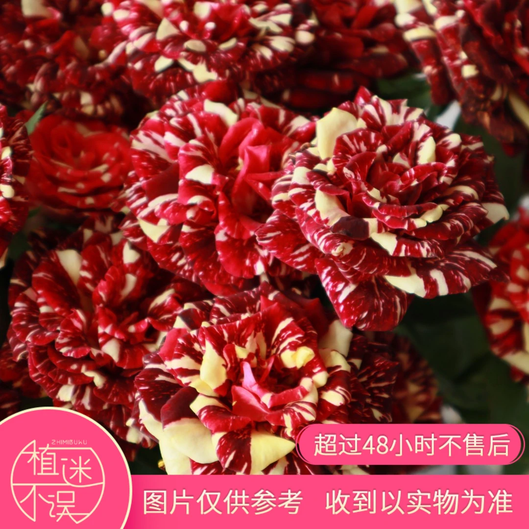 植迷不误多头流星雨玫瑰花型云南鲜花花卉莫奈花园风室内花瓶插花