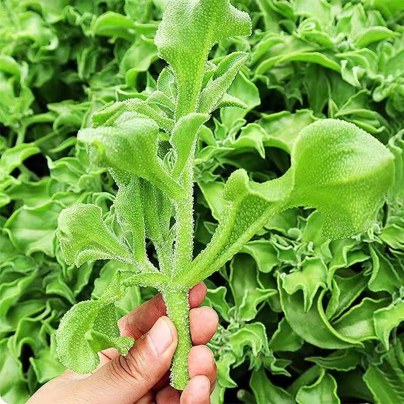 四季台湾冰菜种子冰晶菜种籽特色蔬菜四季阳台庭院大面积