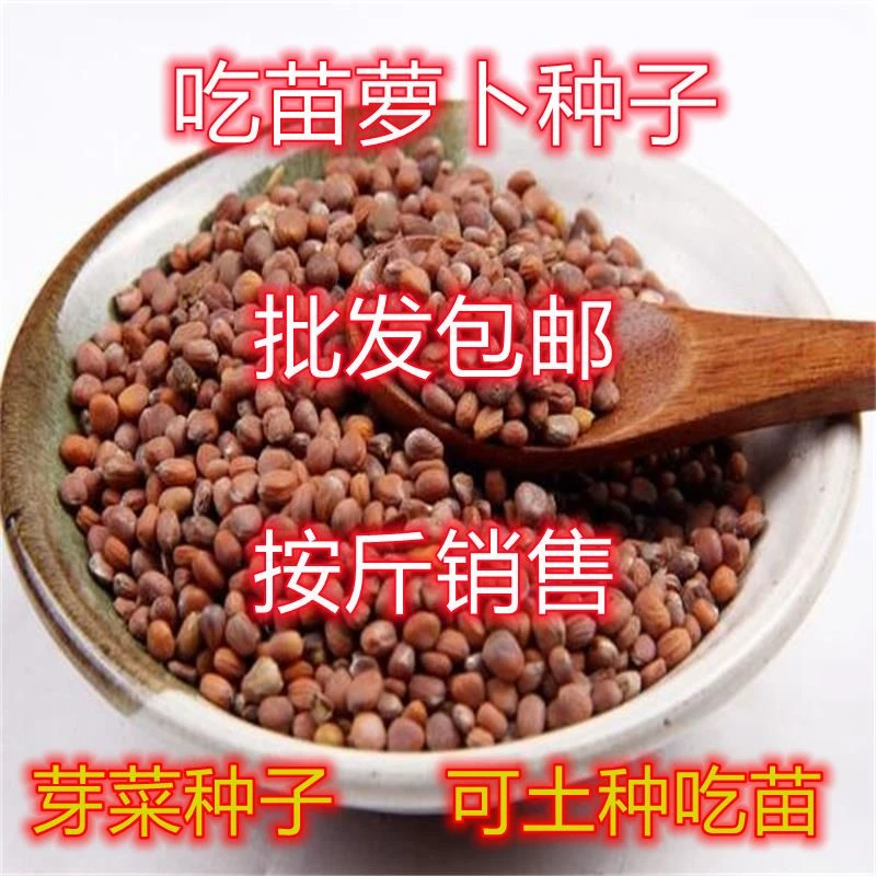 吃苗萝卜种子批发包邮按斤卖芽苗菜白萝卜种籽莱菔子阳台四季种植