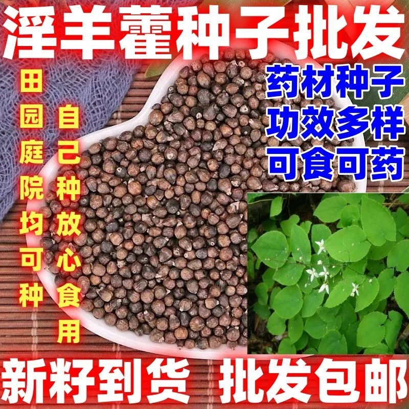 淫羊藿籽好种淫羊藿籽中药材淫羊藿籽易种好打理用处广泛好种