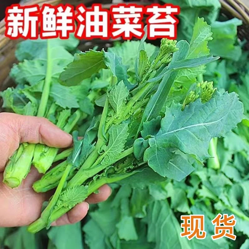新鲜菜苔少量上市菜苔油菜苔新鲜蔬菜菜苔菜苔农家菜无公害菜苔