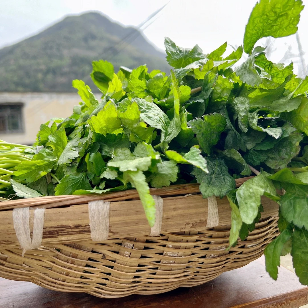 【北川农副】新鲜现摘-当季鸭脚板菜-食用野芹菜/250g