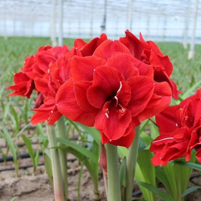 梨花花院 红特/好运/红牛朱顶红种球 裸球 [任意2颗包邮]