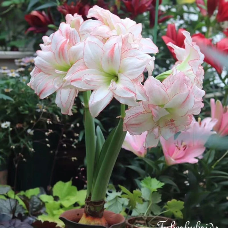 梨花花院 爱神 荷兰朱顶红种球 裸球 此品种花色变化很大