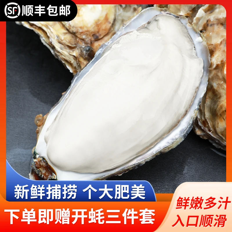 甘肃黑龙江青海专拍【顺丰冷链包邮】正宗乳山牡蛎包鲜活免洗