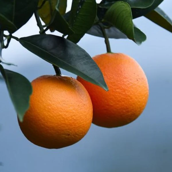 【顺丰包邮】赣南信丰脐橙现摘现发带叶橙香味浓郁酸甜可口孕妇水果