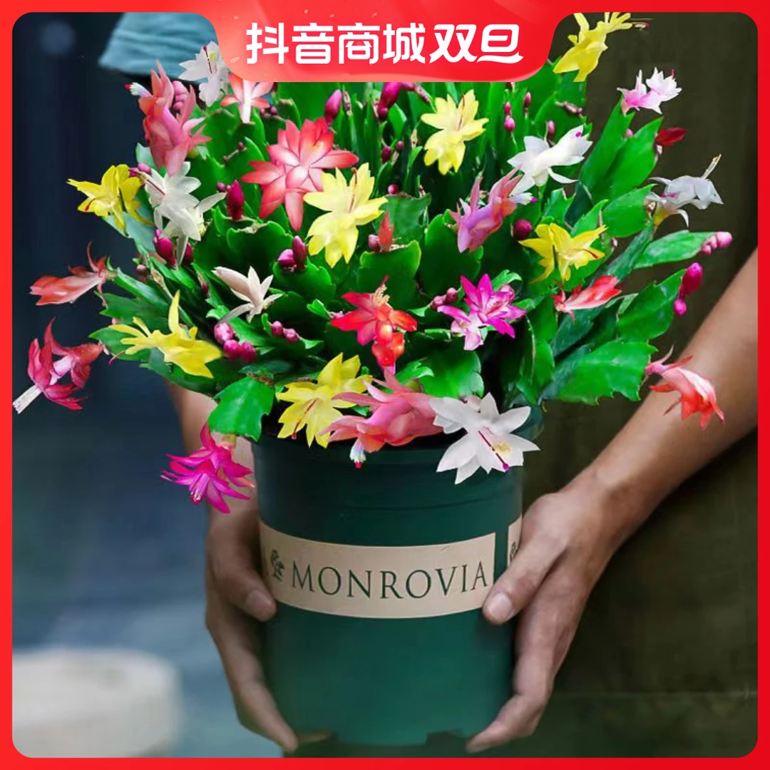 多色原生蟹爪兰盆栽带花苞四季开花好养活室内阳台花卉绿植庭院