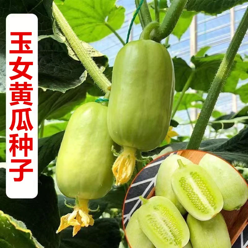 【抢3.2元/1包】玉女小瓜种子生吃迷你小瓜金童玉女水果瓜