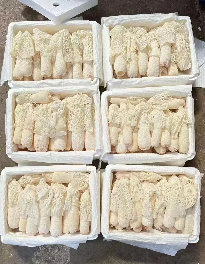 云南新鲜竹荪厚肉精品条顺丰空运