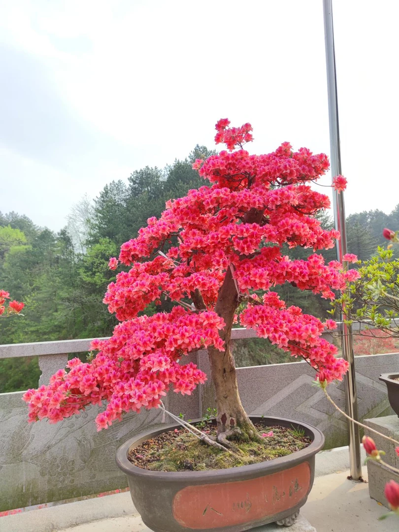大别山映山红精品盆景，庭院景观树，先花后叶<直播间一物一拍>