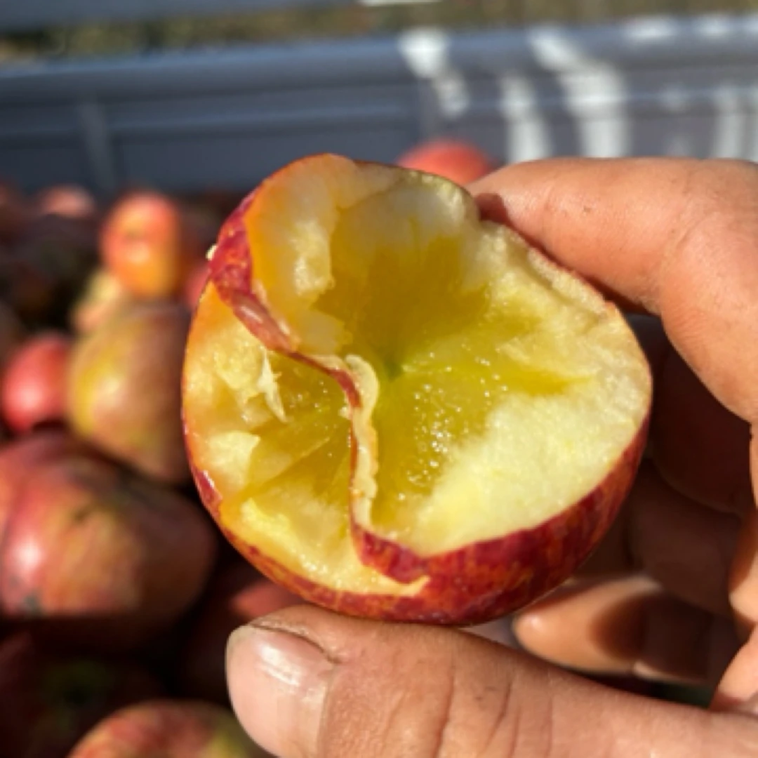 盐源冰糖心丑苹果新鲜脆甜多汁当季现摘水果水果当季热卖