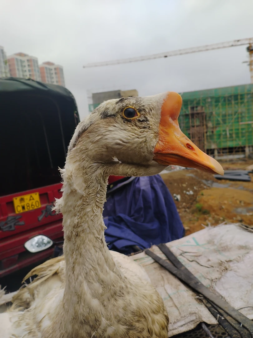 贵州本地大鹅。拿去炖