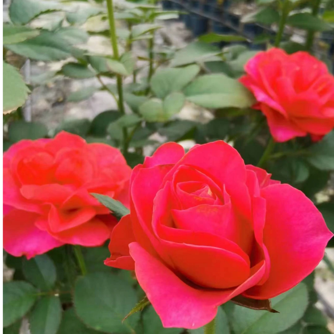 三生花卉 2加仑月季口红棒棒糖