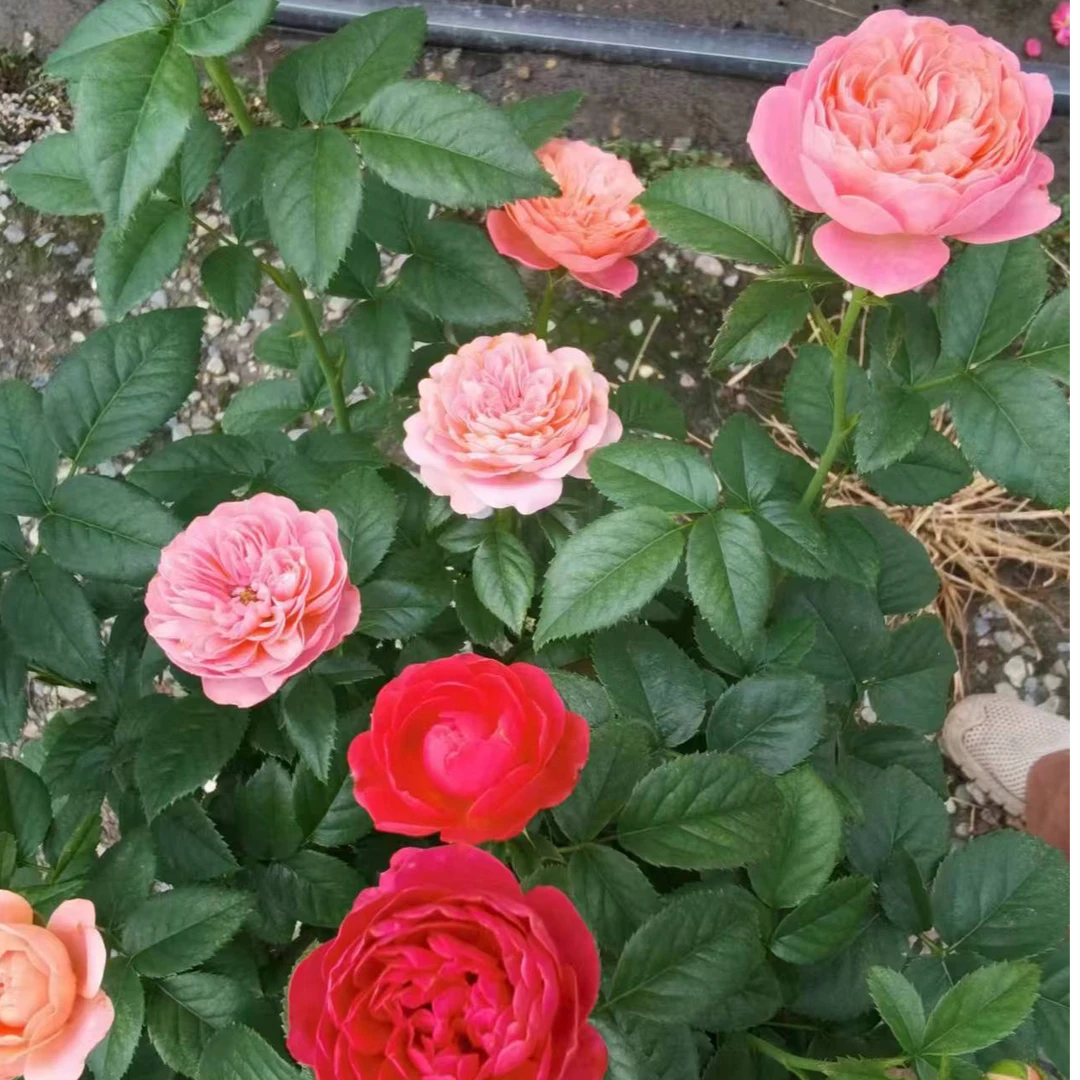 三生花卉 2加仑月季樱桃果汁+彩虹双拼色棒棒糖