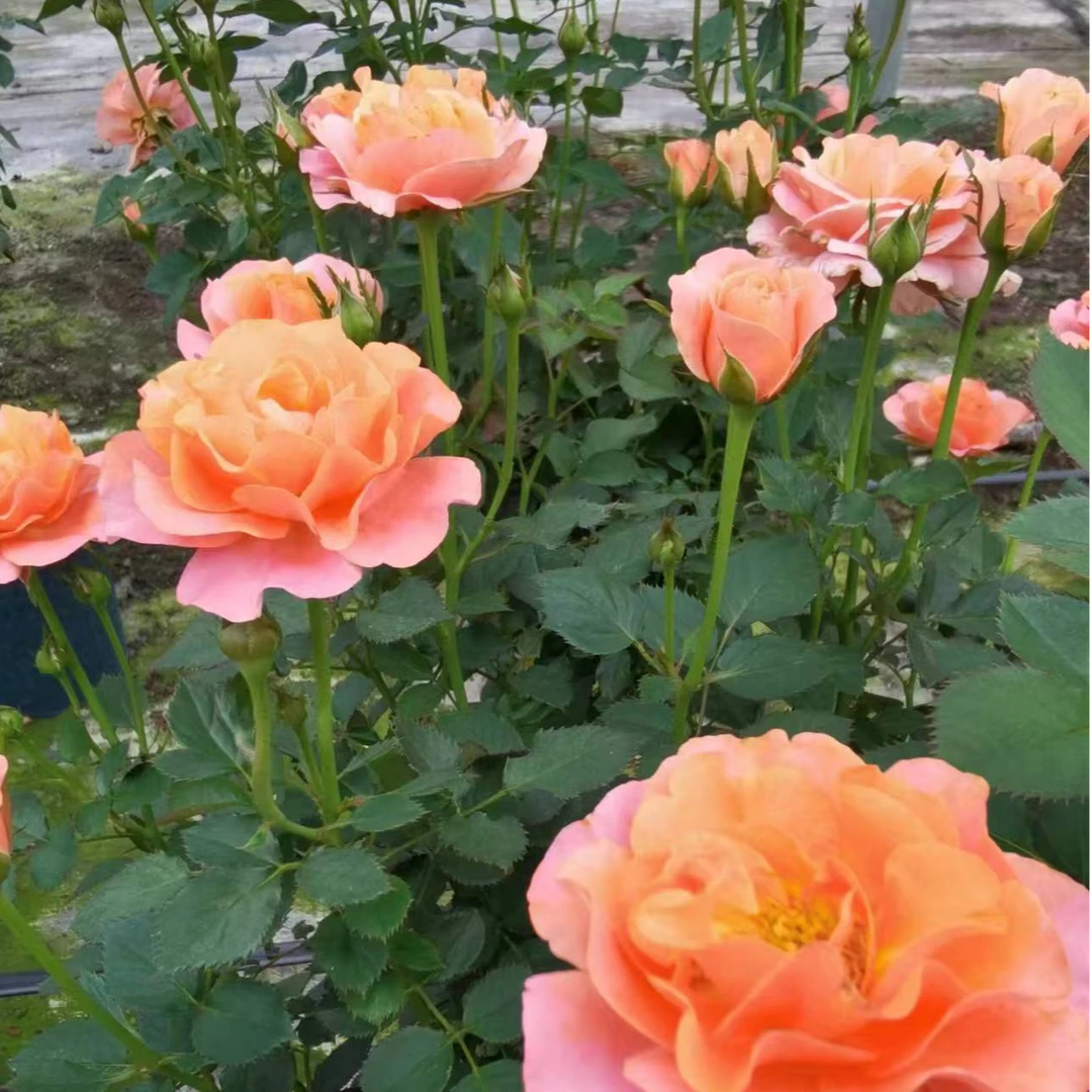 三生花卉 2加仑月季橙色甜心棒棒糖
