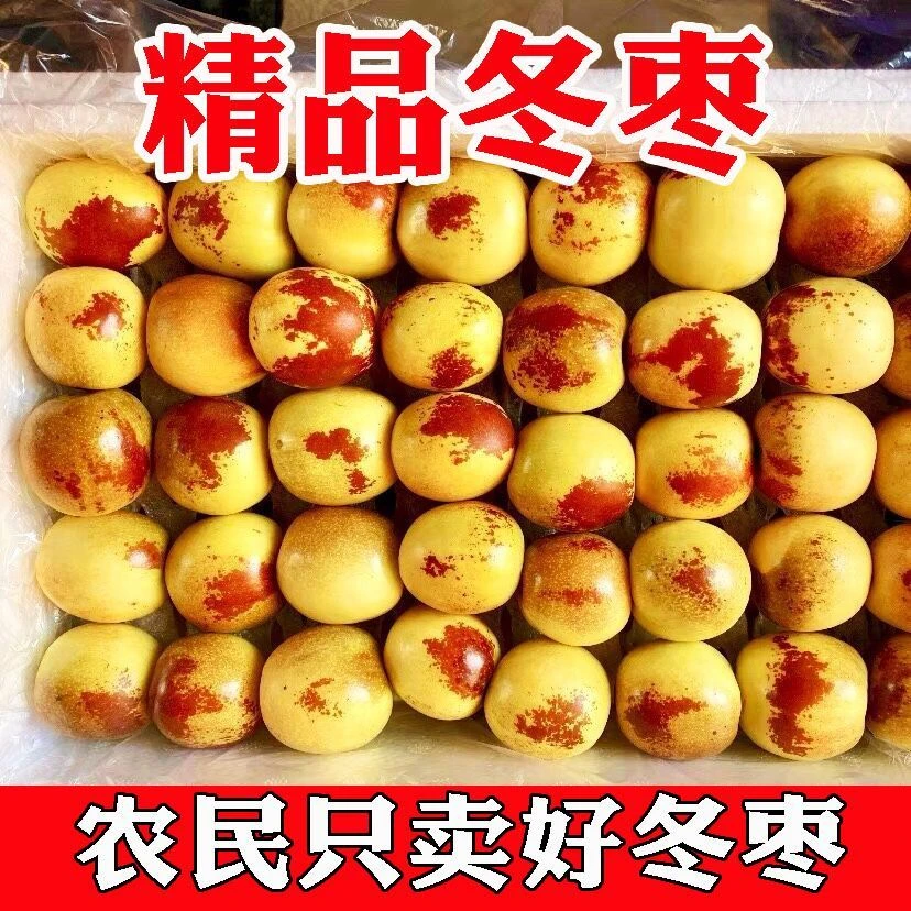 现摘现发山东沾化冬枣新鲜脆甜特大当季枣子礼品孕妇水果冰糖香脆