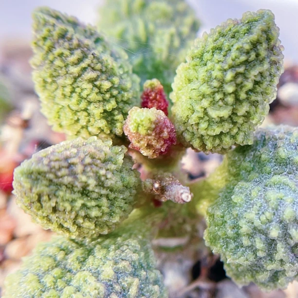 瑞兽水泡 多肉植物 天锦章 奇趣 叶片 叶插苗 一物一拍