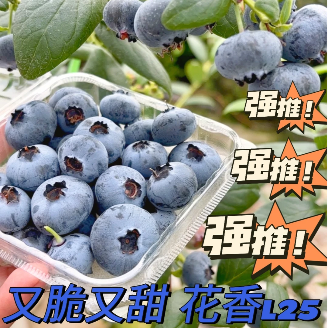 L25花香蓝莓云南新鲜鲜果阳光蓝莓孕妇宝宝可食护眼佳果