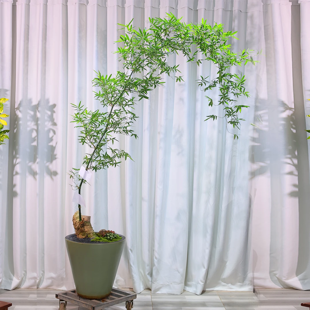 文人小叶簕竹阳台室内外桌面勒竹熟树桩绿植庭院花园盆景茶馆盆栽