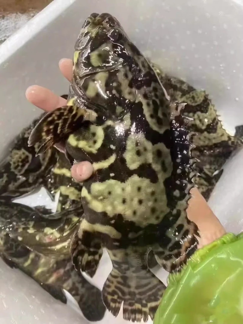 【顺丰包邮】东山岛龙胆石斑鱼鲜活冷冻发货3-8斤肉质细腻高档海鲜