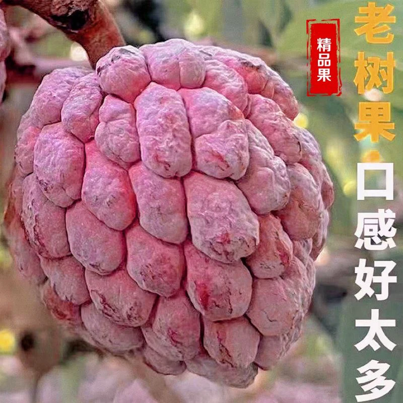 【顺丰空运】释迦果玫瑰红凤梨释迦果新鲜当季热带水果软糯香甜盒装