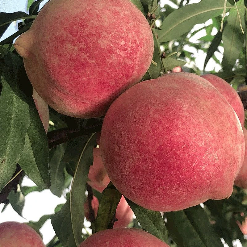 【顺丰包邮】大凉山高山雪桃脆甜多汁现摘现发新鲜大果当季水果