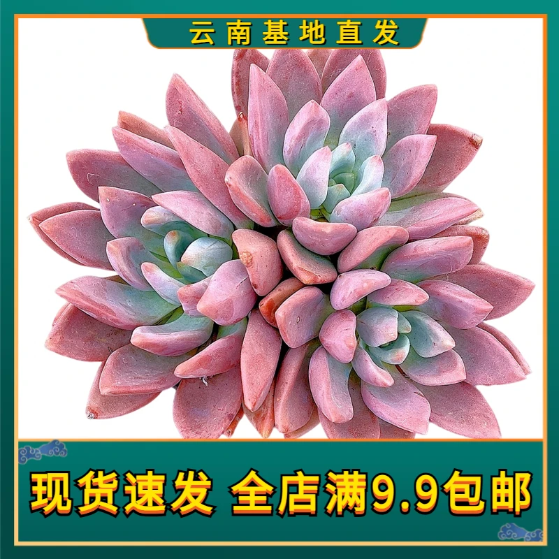 【桃花源 】【满9.9包邮】星花怒放 仙人球多肉植物栽种养护黄色四季
