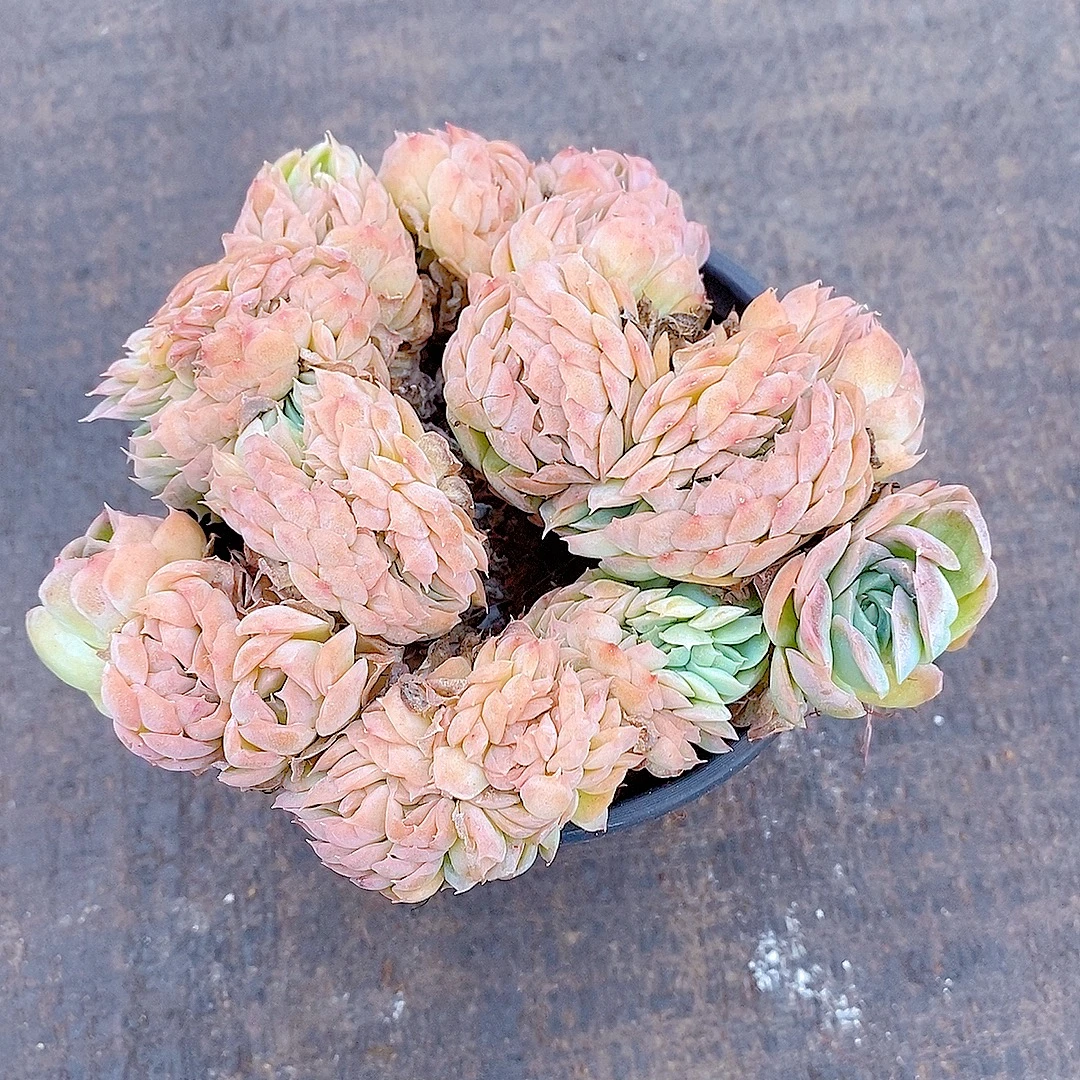 【雅典娜缀化 满9.9包邮】星花怒放阳台露台办公室绿植植物栽种养护