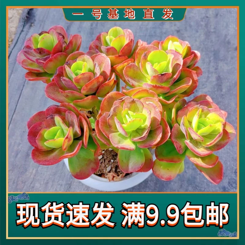 【大叶红梅 满9.9包邮】星花怒放阳台露台办公室绿植栽种养护