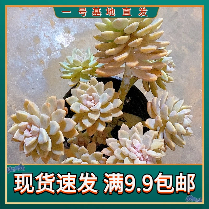 【 淡雪幽灵公主 满9.9包邮】星花怒放 阳台露台办公栽种养护四季裸