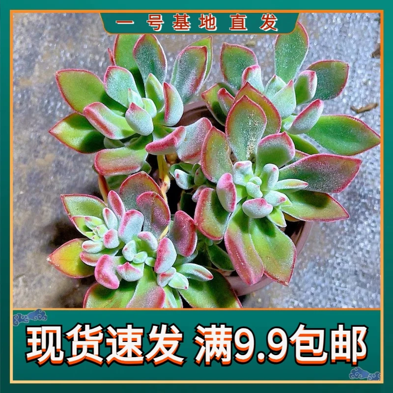 【红兔耳锦晃星 满9.9包邮】星花怒放云南多肉植物 以直播间为准栽