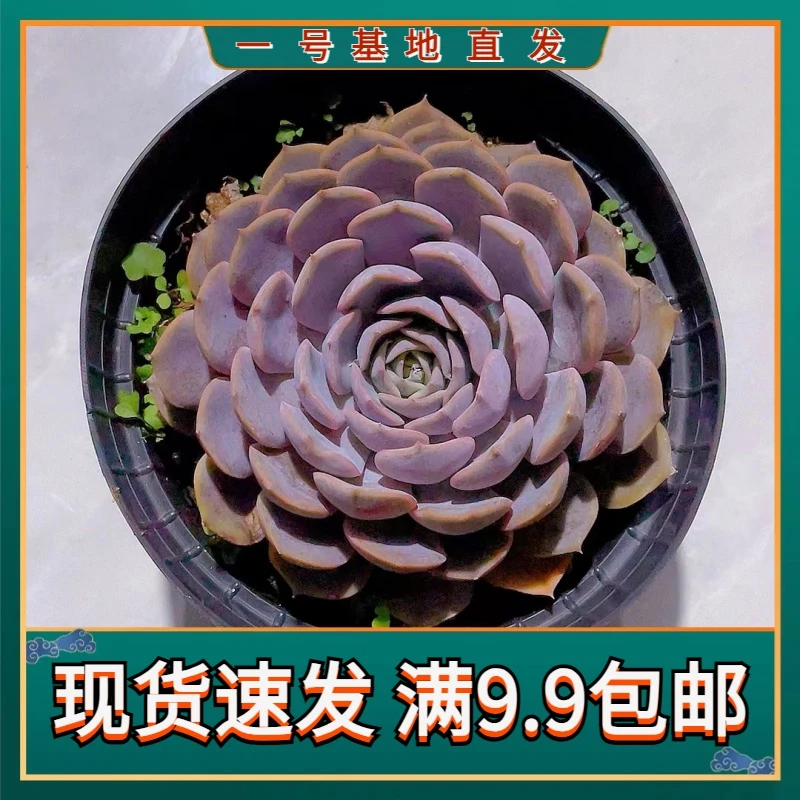【菲欧娜 满9.9包邮】多肉植物阳台露台办公室绿植栽种养护叶片空气