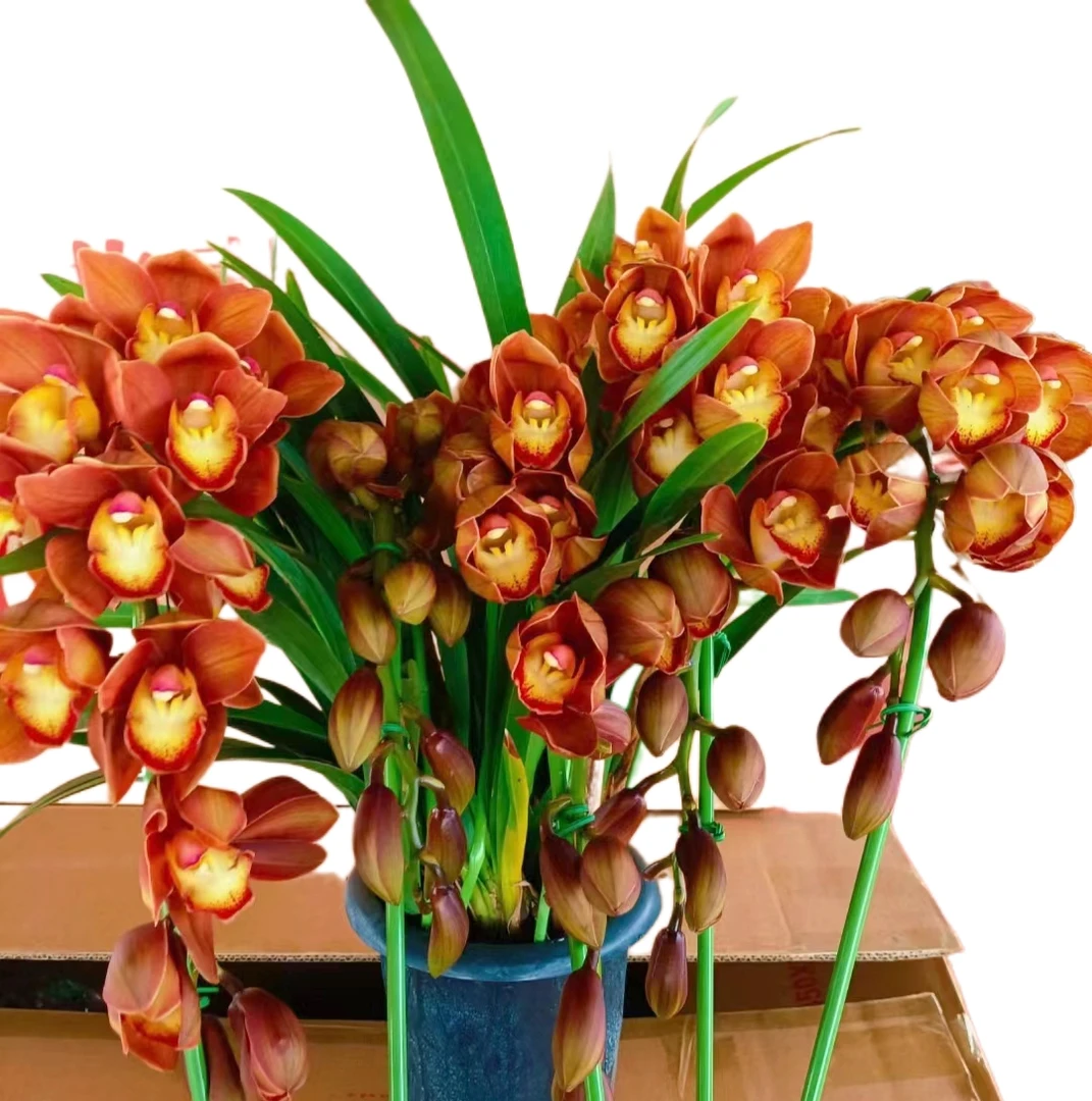 【咖啡时间】大花惠兰好养花期长大花