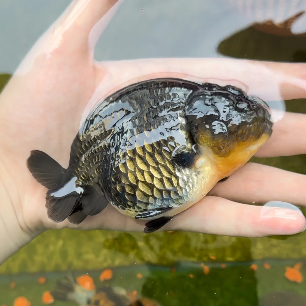 牛牛兰寿活体观赏鱼养殖发货以直播间为准一鱼一拍运费自理